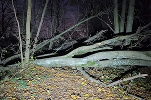 Na Tracku w Olsztynie od miesiącu leżą wywrócone drzewa. Kiedy miasto je sprzątnie?
