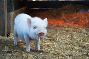 Piętrowa ferma świń niedaleko Wuhan kolejną ekologiczną bombą?