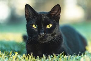 Dzień Czarnego Kota: Czy czarny kot przynosi pecha? Sprawdzamy