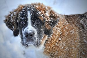 Kiedy psu jest zimno i jak dbać o psa zimą? Widzisz psa na krótkim łańcuchu lub bez odpowiedniej budy? Reaguj!