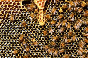 Coraz więcej pszczelarzy na Mazowszu