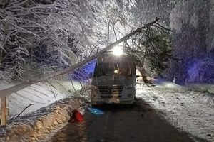 Na autobus przewróciło się drzewo. Jedna osoba w szpitalu