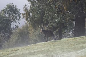 Poszukiwania kangura, który uciekł z prywatnej posesji w powiecie działdowskim