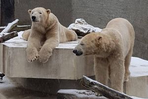 Stołeczny ogród zoologiczny zaprasza na 13. urodziny niedźwiedzi polarnych, Gregora i Aleuta