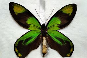 Osiem chronionych motyli, w tym paź jamajski, w przesyłce z Kazachstanu