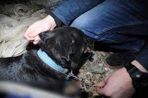 Pies uwiązany w stodole i martwe kocięta. 56-letni mężczyzna usłyszał kilkanaście zarzutów
