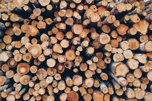 Leśnicy w Radomiu wystawili na sprzedaż ponad 200 m sześc. drewna
