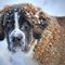 Kiedy psu jest zimno i jak dbać o psa zimą? Widzisz psa na krótkim łańcuchu lub bez odpowiedniej budy? Reaguj!