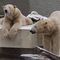Stołeczny ogród zoologiczny zaprasza na 13. urodziny niedźwiedzi polarnych, Gregora i Aleuta