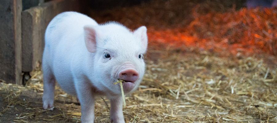 Zdj. ilustracyjne, świnka. Piętrowa ferma dla świń to bomba ekologiczna – alarmują eksperci.