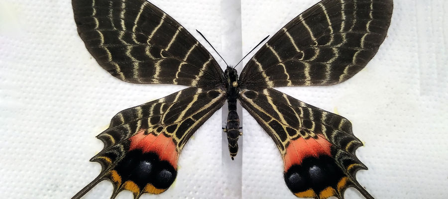 Zatrzymane motyle należą do wyjątkowo rzadkich gatunków chronionych konwencją CITES.