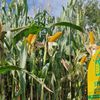 Wysoki plon biomasy: rekomendowane odmiany kukurydzy na kiszonkę
