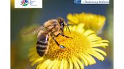 Pszczelarze i organizacje pszczelarskie znów mogą ubiegać się o wsparcie z ARiMR
