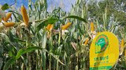 Wysoki plon biomasy: rekomendowane odmiany kukurydzy na kiszonkę
