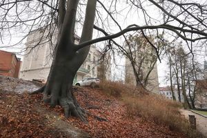 W Olsztynie przybędzie pięć pomników przyrody. Te drzewa są świadkami rozwoju miasta