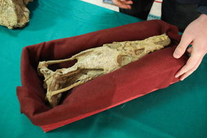 Szczątki drapieżników sprzed 240 mln lat znaleziono w Miedarach 