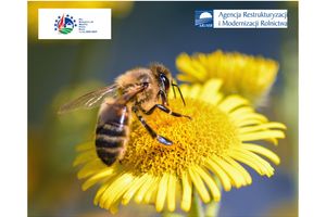 Pszczelarze i organizacje pszczelarskie znów mogą ubiegać się o wsparcie z ARiMR
