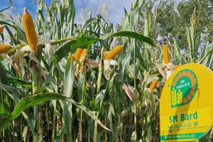Wysoki plon biomasy: rekomendowane odmiany kukurydzy na kiszonkę
