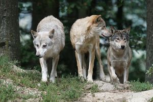 Urzędnicy radzą, jak żyć z wilkami