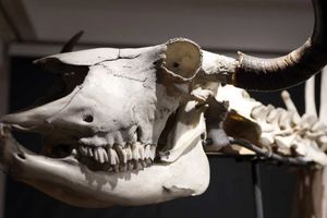 „Tatrzańskie Yeti” – wystawa o nietypowych zwierzętach w Muzeum Tatrzańskim