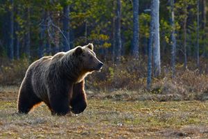 Niedźwiedzie przenoszą się z lasów na słowackie podwórka