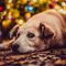 W okresie świąt Bożego Narodzenia schroniska dla zwierząt wstrzymują adopcję