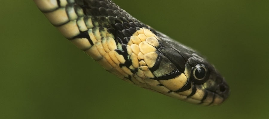 Nazwa zaskrońca pochodzi od żółtych plam z tyłu głowy — jest to cecha odróżniająca go od innych węży