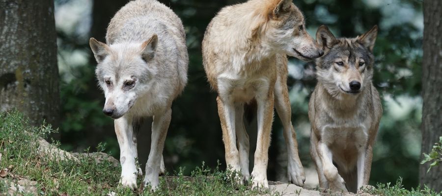  W 2024 r. (do 11 kwietnia 2024 r.) zgłoszono RDOŚ w Olsztynie 41 szkód wyrządzonych przez wilki na terenie województwa warmińsko-mazurskiego 