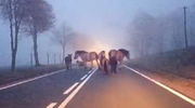Zwierzęta idące drogą przed radiowozem
