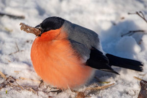 Pomagamy ptakom przetrwać zimę