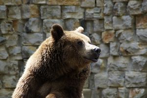 Zoo w okolicach Edynburga przygarnęło niedźwiedzia, który przetrwał wojnę na Ukrainie