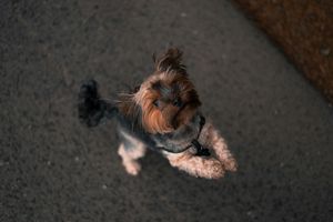 Włochy/ DNA psów będzie używane do karania niesprzątających właścicieli w Bolzano
