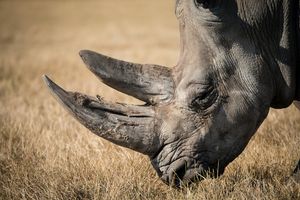 Kenia podejmuje strategiczne działania na rzecz ocalenia nosorożców czarnych
