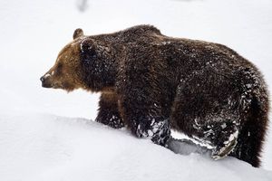 W Beskidach zauważono błąkającego się niedźwiedzia. Mogły go obudzić petardy