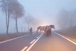 [VIDEO] Konie, kucyki i osiołek spłoszone przez fajerwerki szły drogą wojewódzką 