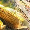 Dopłaty do kukurydzy – wnioski o pomoc do 29 lutego
