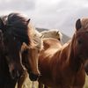 Wypas konia – o czym pamiętać i jak zadbać o zwierzę?
