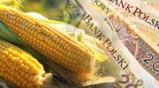 Dopłaty do kukurydzy – wnioski o pomoc do 29 lutego
