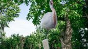 Balon z tym listem przeleciał setki kilometrów, żeby trafić na Warmię i Mazury 