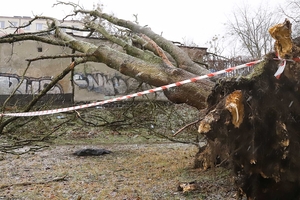Wichura powaliła drzewo na cmentarzu w Olsztynie. Ucierpiały garaże