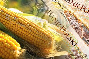 Dopłaty do kukurydzy – wnioski o pomoc do 29 lutego
