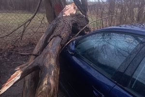 Drzewo spadło na samochody [ZDJĘCIA]