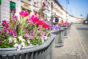 Ponad 5 milionów kwiatów zakwitnie wiosną w stolicy
