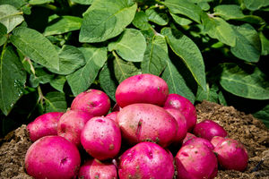 Ziemniak czy kartofel — który zdrowszy?