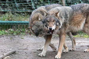 Warmińsko-mazurskie: Spotkania dla mieszkańców na temat wilków