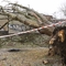 Wichura powaliła drzewo na cmentarzu w Olsztynie. Ucierpiały garaże