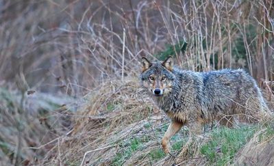 Wilki podchodzą coraz bliżej. Rolnicy pytają o ochronę, procedury i współpracę