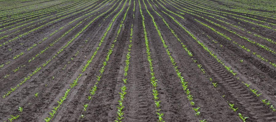 Największe zapotrzebowanie na fosfor burak wykazuje w fazie wschodów