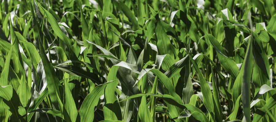 Czysty łan kukurydzy