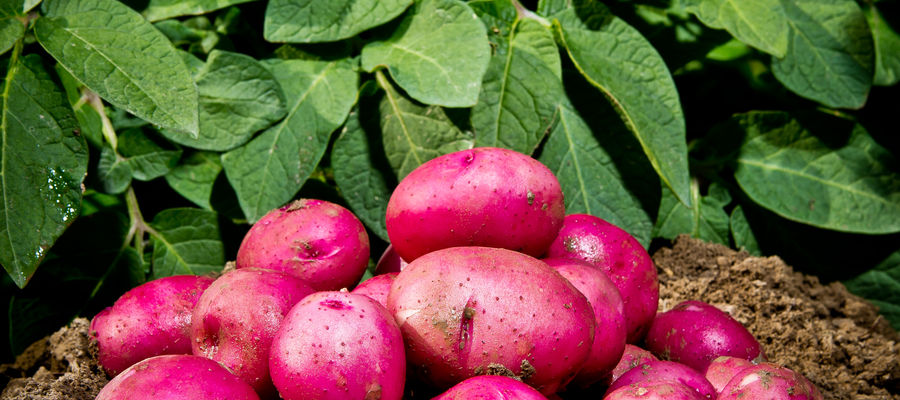 Świeżo zerwane ziemniaki w polu w Idaho
